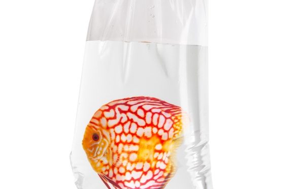 Fischtranportbeutel.